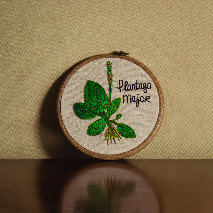 Broderie murale — Plantago Major