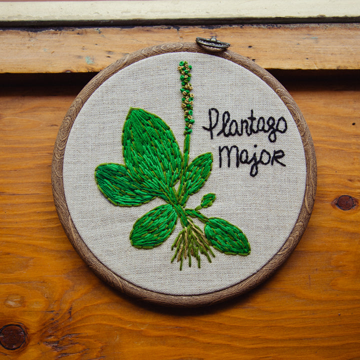 Broderie murale — Plantago Major